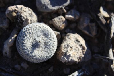 Epithelantha bokei, photographed by Francisco Martínez González