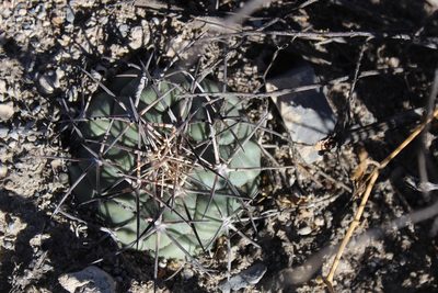 Coryphantha poselgeriana, photographed by Francisco Martínez González