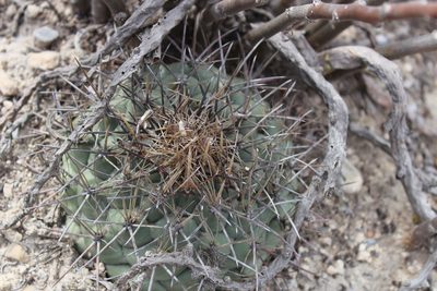 Coryphantha poselgeriana, photographed by Francisco Martínez González
