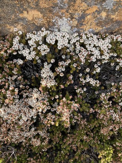Archeria serpyllifolia, photographed by krumpianking