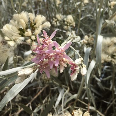 Hyalis argentea, photographed by Valentín Alfano