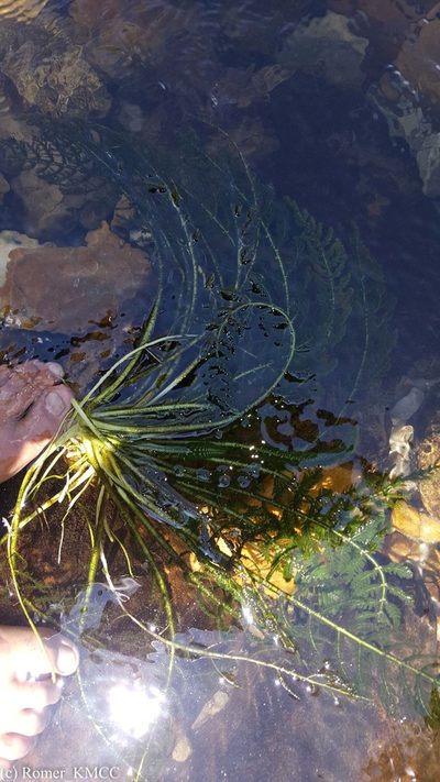 Hydrostachys imbricata, photographed by Romer N. Rabarijaona