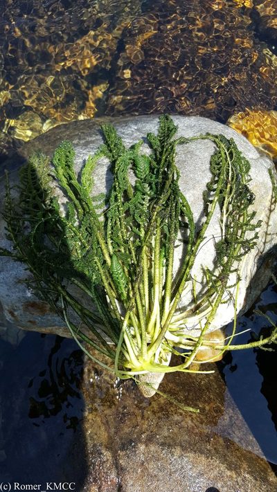 Hydrostachys imbricata, photographed by Romer N. Rabarijaona