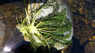 Hydrostachys imbricata, photographed by Romer N. Rabarijaona