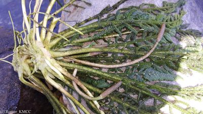 Hydrostachys imbricata, photographed by Romer N. Rabarijaona