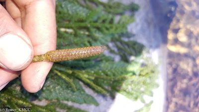 Hydrostachys imbricata, photographed by Romer N. Rabarijaona
