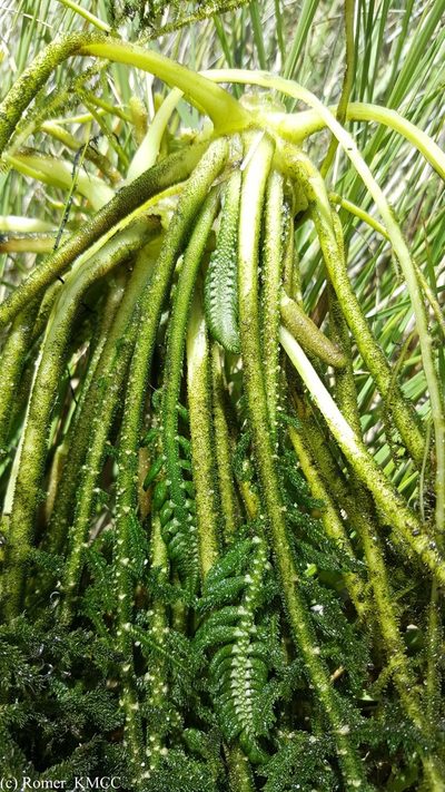 Hydrostachys imbricata, photographed by Romer N. Rabarijaona