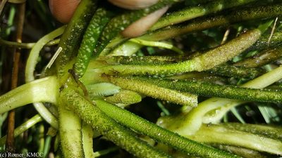 Hydrostachys imbricata, photographed by Romer N. Rabarijaona