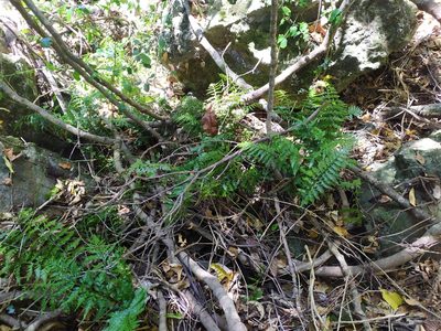 Asplenium lamprophyllum, photographed by Paul Bell-Butler