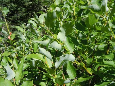 Salix pseudomonticola, photographed by Matt Lavin