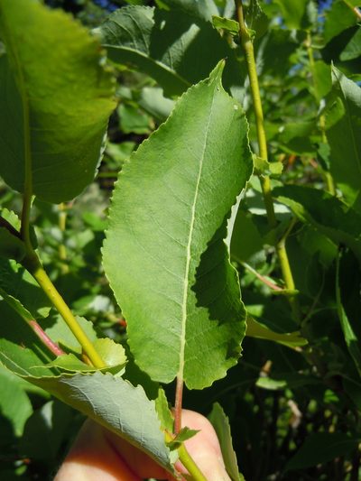 Salix pseudomonticola, photographed by Matt Lavin