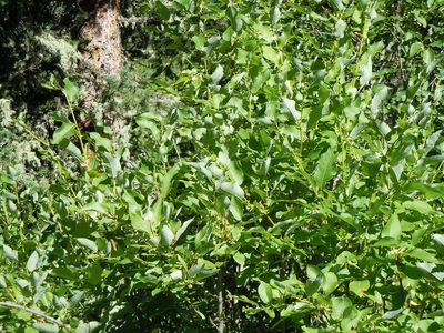 Salix pseudomonticola, photographed by Matt Lavin