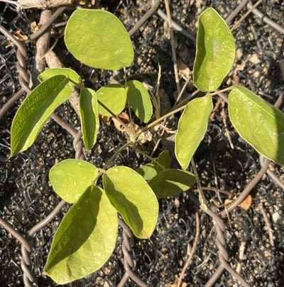 Rhynchosia volubilis, photographed by Yj