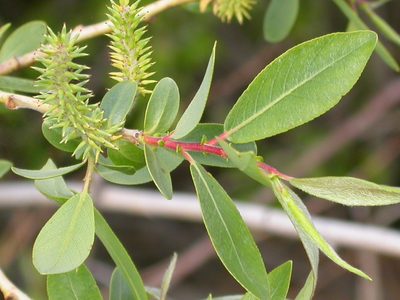 Salix lutea, photographed by Matt Lavin