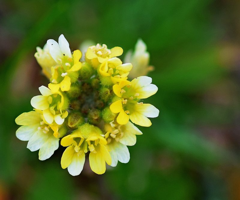 Berteroa orbiculata, photographed by Kostas Zontanos