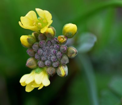 Berteroa orbiculata, photographed by Kostas Zontanos