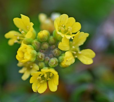 Berteroa orbiculata, photographed by Kostas Zontanos