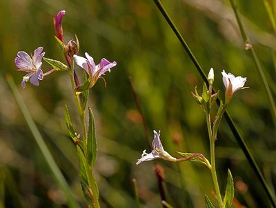 Epilobium oreganum, photographed by Steve Matson