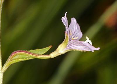 Epilobium oreganum, photographed by Steve Matson
