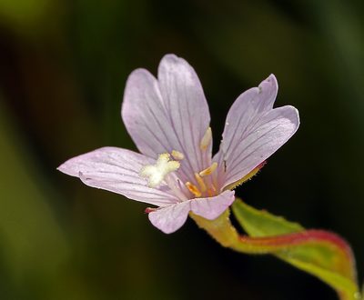 Epilobium oreganum, photographed by Steve Matson