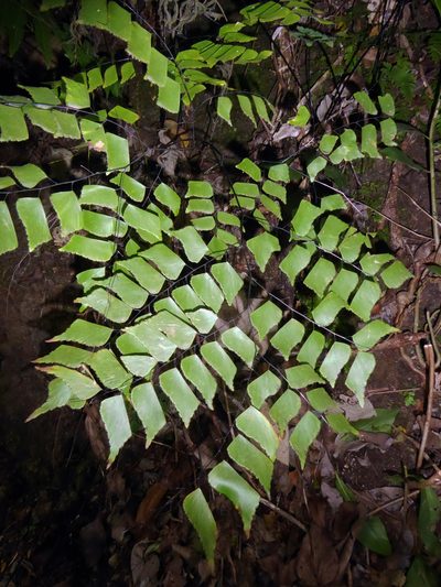 Adiantum trapeziforme, photographed by Peter de Lange