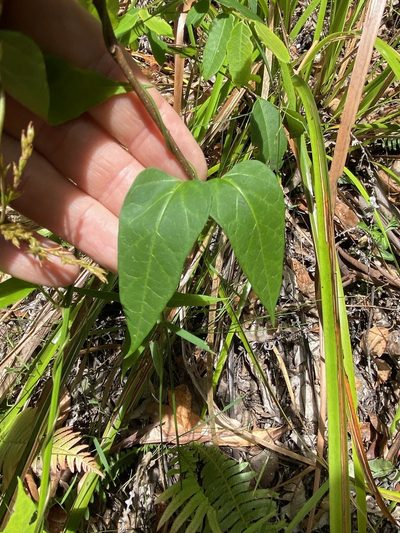 Vincetoxicum paniculatum, photographed by Greg Tasney