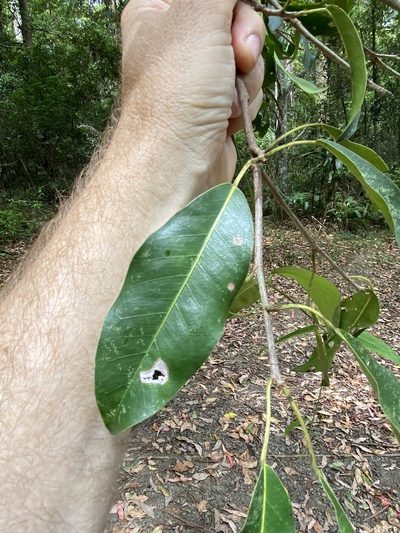 Ficus henneana, photographed by Greg Tasney