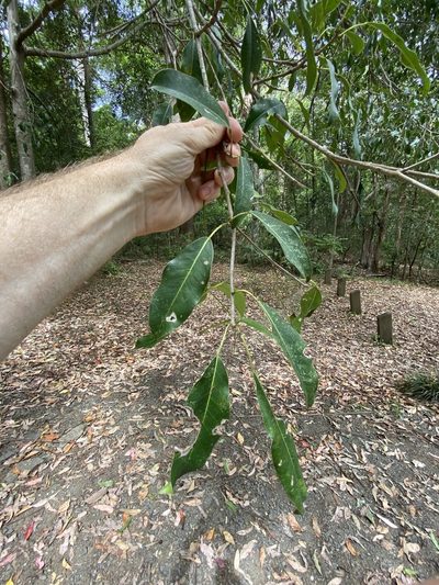 Ficus henneana, photographed by Greg Tasney
