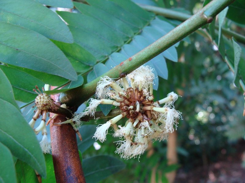 Cojoba sophorocarpa, photographed by Alexis López Hernández