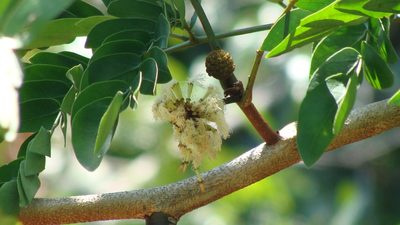 Cojoba sophorocarpa, photographed by Alexis López Hernández