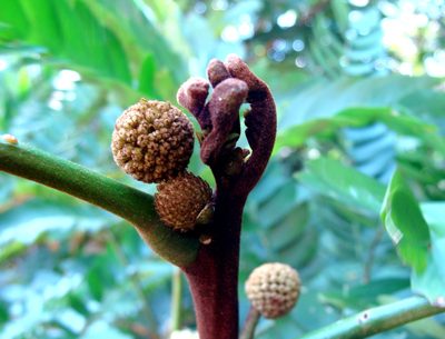 Cojoba sophorocarpa, photographed by Alexis López Hernández