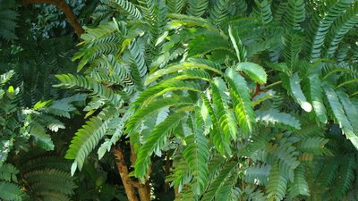 Cojoba sophorocarpa, photographed by Alexis López Hernández