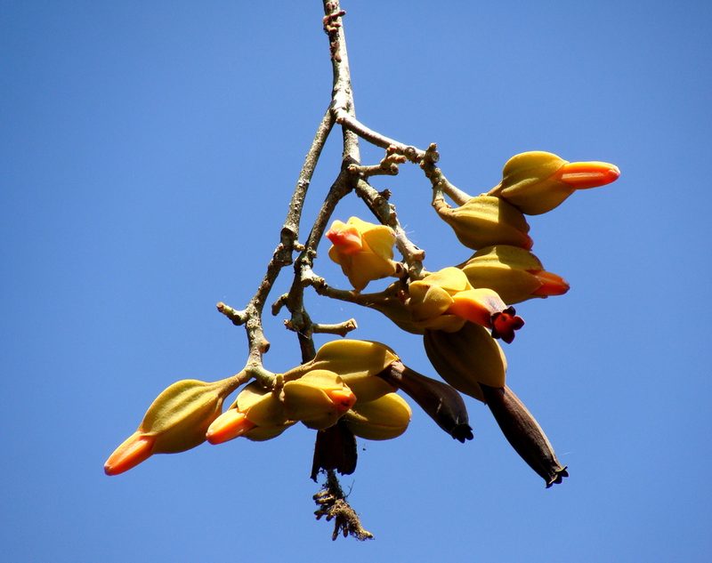 Juanulloa mexicana, photographed by Alexis López Hernández