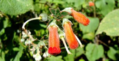 Kohleria spicata, photographed by Alexis López Hernández