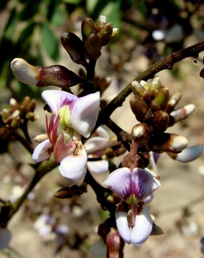 Machaerium biovulatum, photographed by Alexis López Hernández