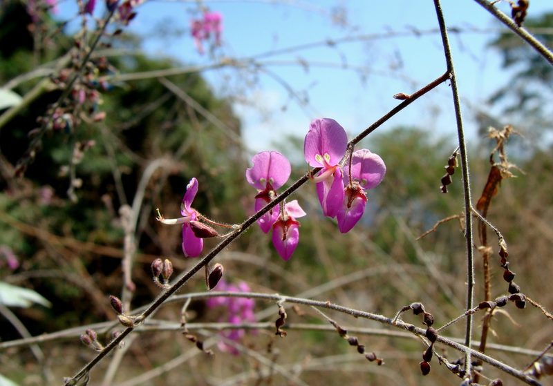 Desmodium distortum, photographed by Alexis López Hernández
