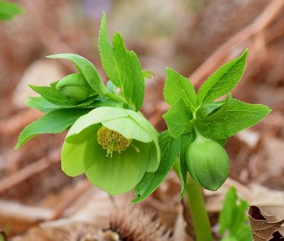Helleborus cyclophyllus, photographed by Kostas Zontanos