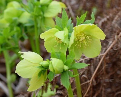 Helleborus cyclophyllus, photographed by Kostas Zontanos