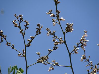 Machaerium biovulatum, photographed by Alexis López Hernández