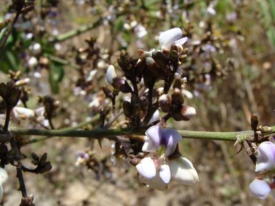 Machaerium biovulatum, photographed by Alexis López Hernández