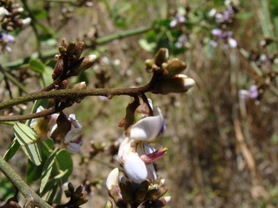 Machaerium biovulatum, photographed by Alexis López Hernández