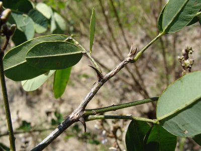 Machaerium biovulatum, photographed by Alexis López Hernández