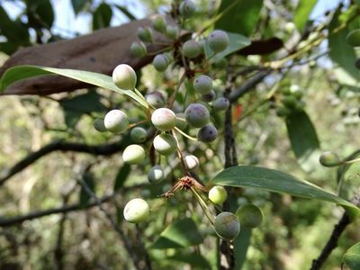 Smilax glabra, photographed by Toby Y
