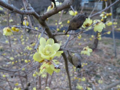 Chimonanthus praecox, photographed by Marco Mussita