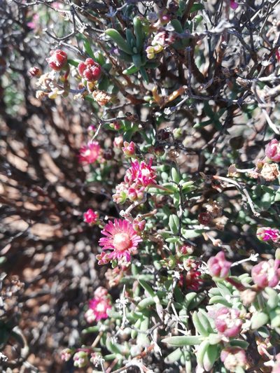 Mestoklema illepidum, photographed by Christiaan Viljoen