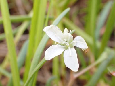Montia australasica, photographed by Nina Kerr