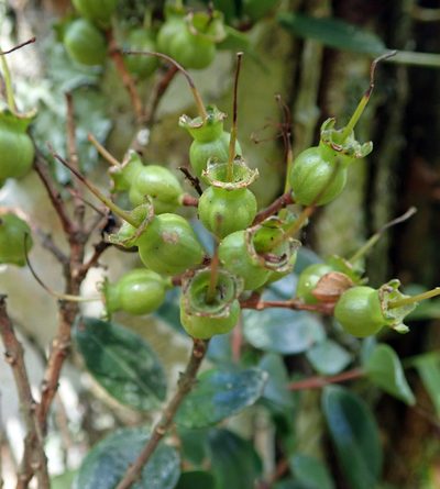 Metrosideros carminea, photographed by Peter de Lange