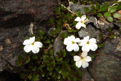 Lobelia glaberrima, photographed by Cara-Lisa Schloots