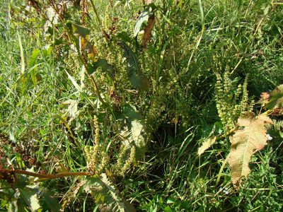 Rumex stenophyllus, photographed by Юрий Данилевский (Yuriy Danilevsky)