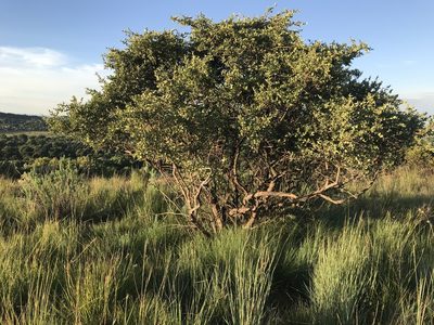 Vangueria parvifolia, photographed by Tam